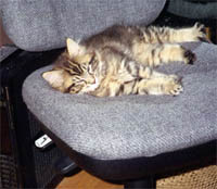 11 weeks old, napping in the Study